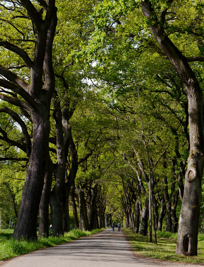 Allee am Stadtwald