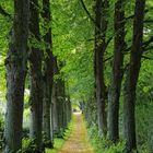 Allee am Strohmühlenteich