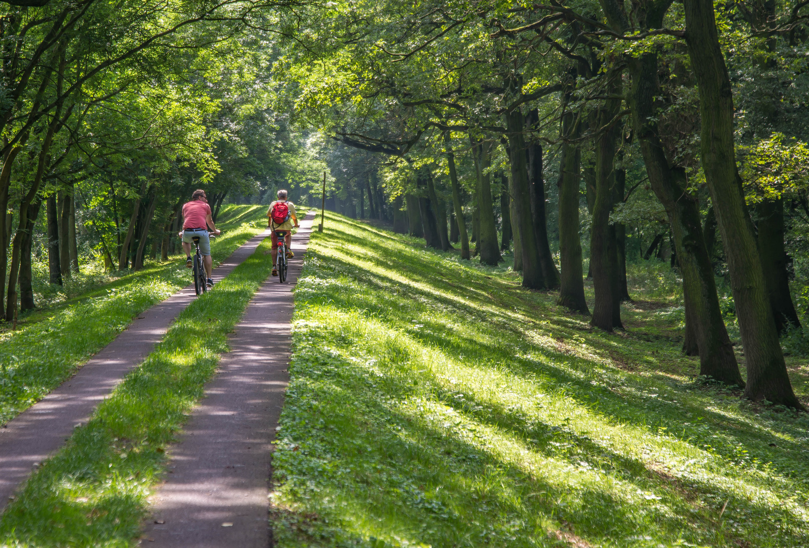 Allee an der Elbe