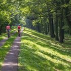 Allee an der Elbe