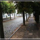 Allee an der (Ost)See