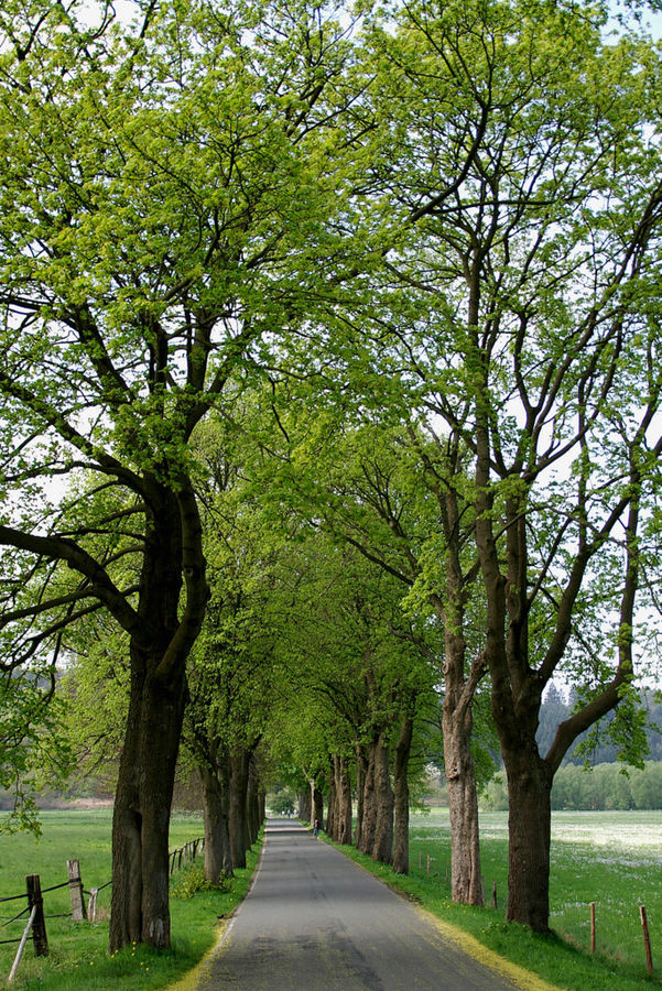 Allee an der Ruhr