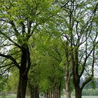 Allee an der Ruhr