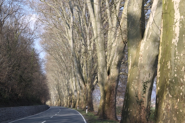 Allee an der Weser