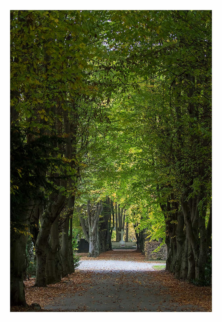 Allee auf dem Friedhof