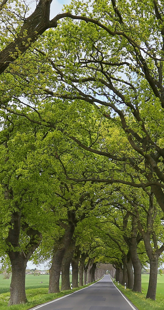 Allee auf dem Weg zum Darß