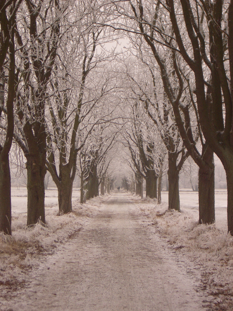 Allee auf den Mönchbruchwiesen