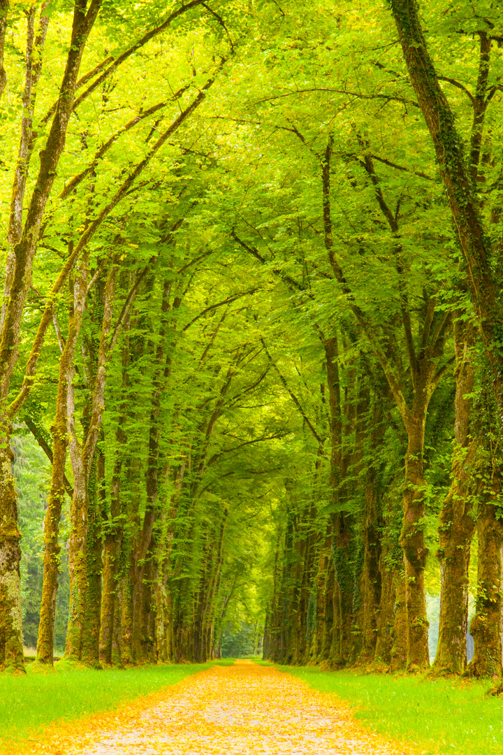 Allee auf der Insel Herrenchiemsee