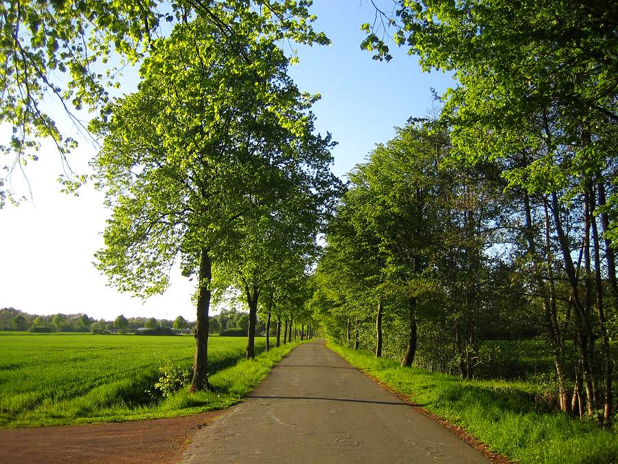 Allee auf einer Fahrrad-Tour