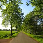 Allee auf einer Fahrrad-Tour