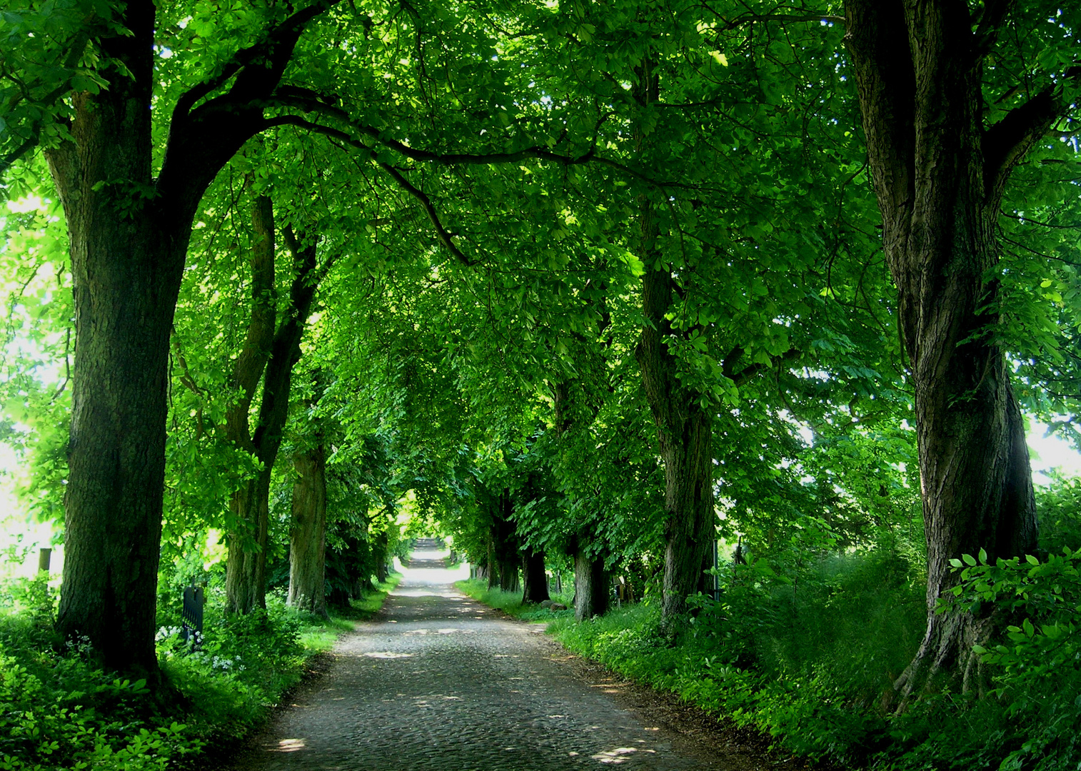 Allee auf Rügen 