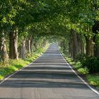 Allee auf Rügen