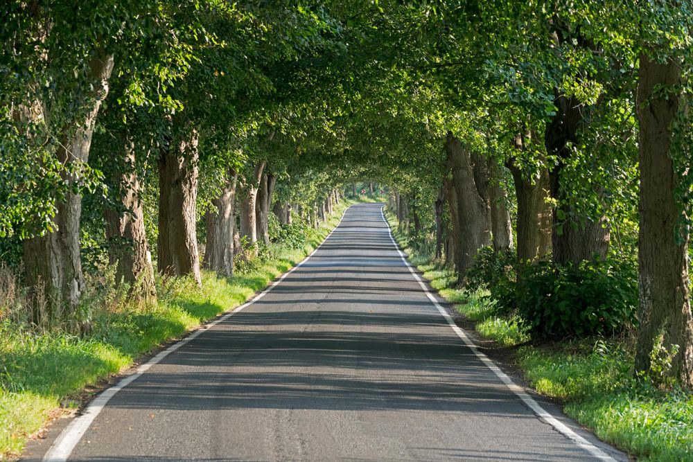 Allee auf Rügen