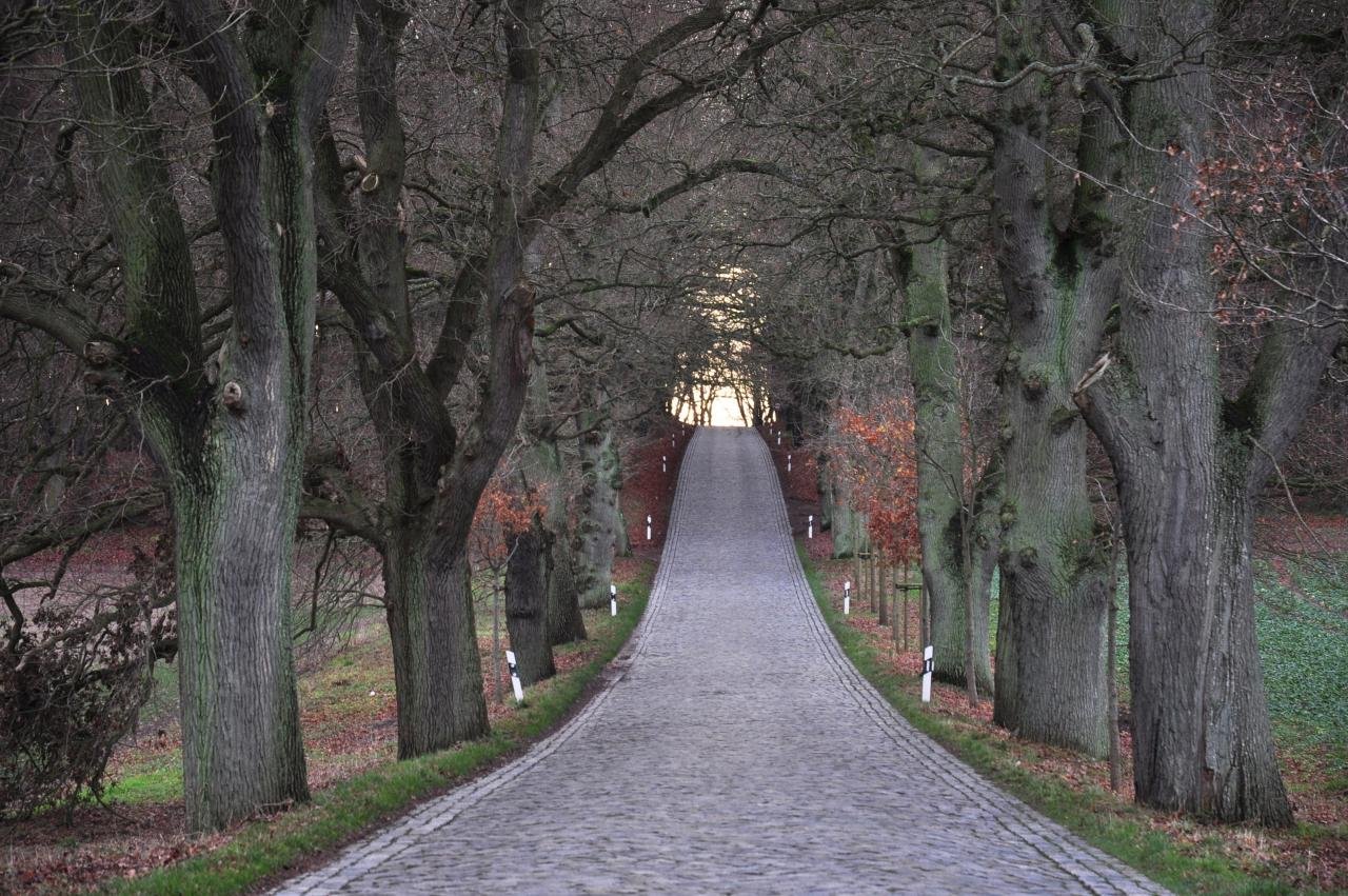 Allee auf Rügen