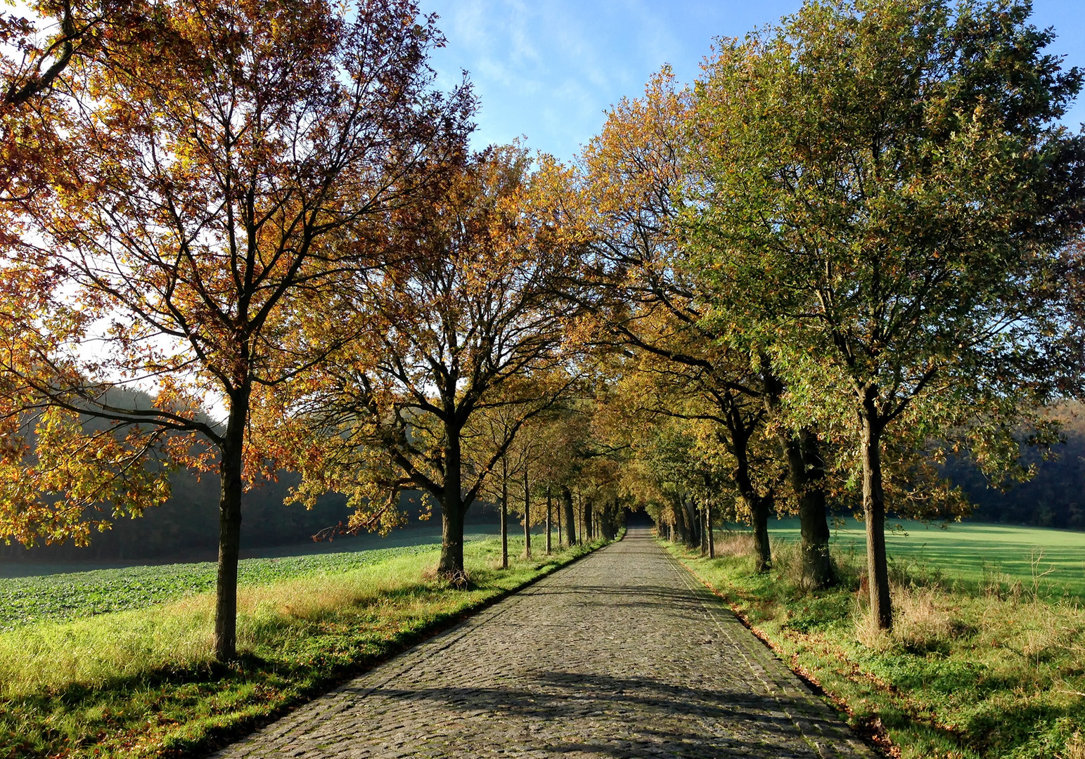 Allee auf Rügen