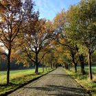 Allee auf Rügen