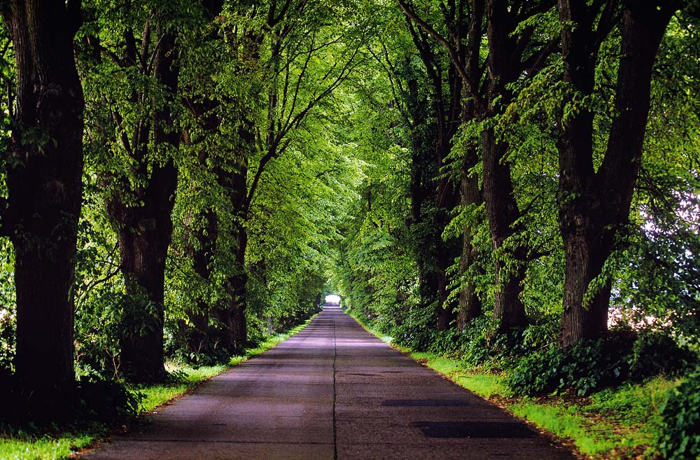 Allee auf Rügen