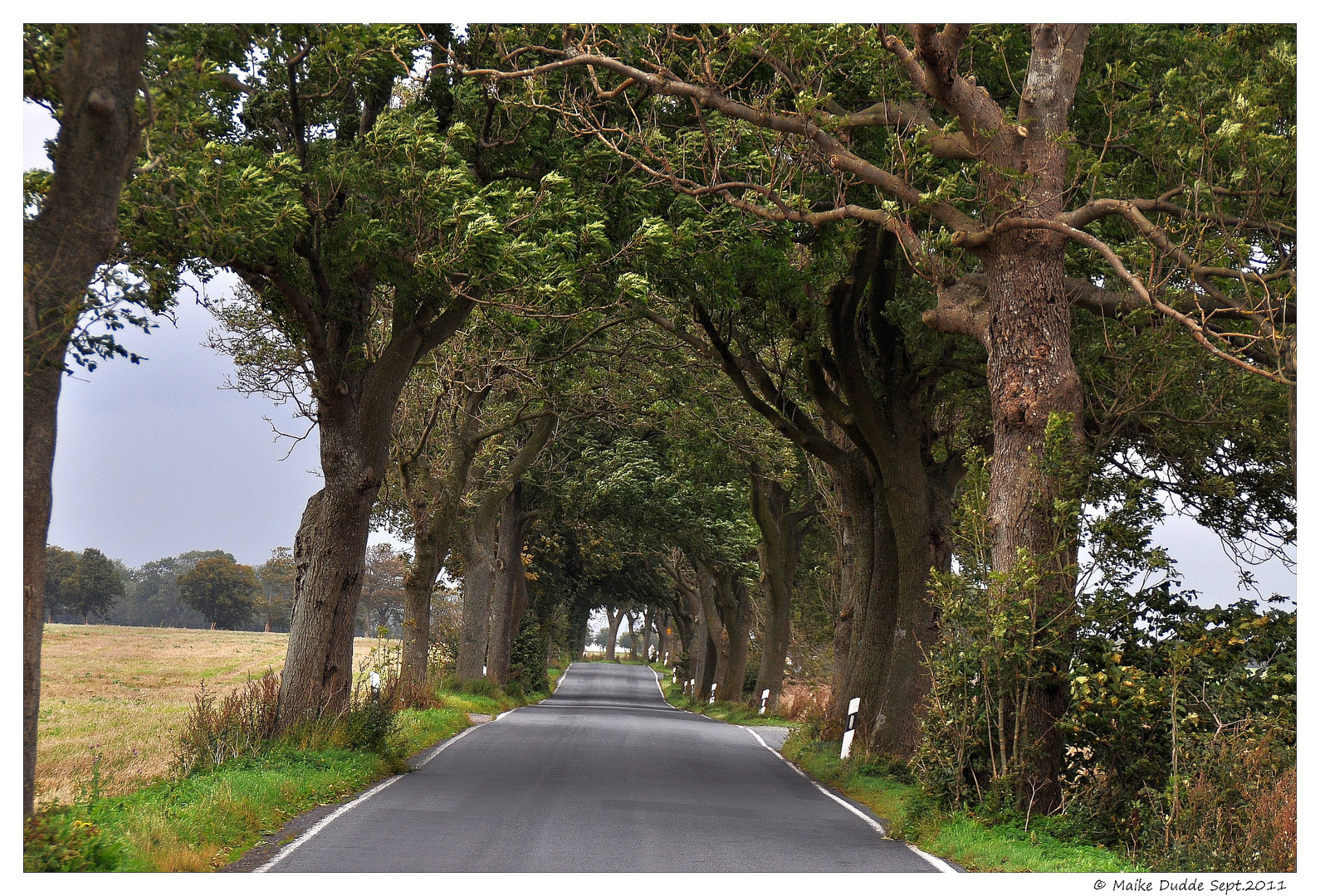 Allee auf Rügen