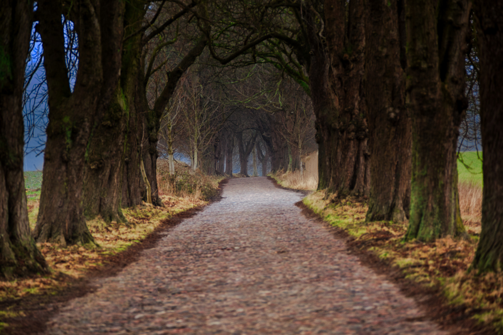 Allee auf Rügen 9445