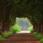 Allee auf Rügen