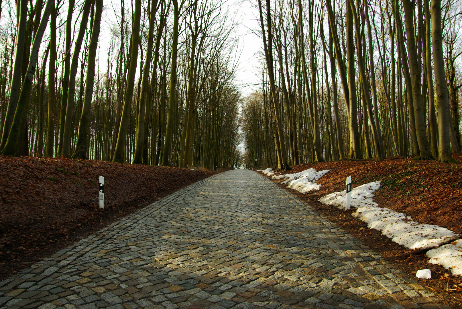 Allee auf Rügen bei Groß Stresow