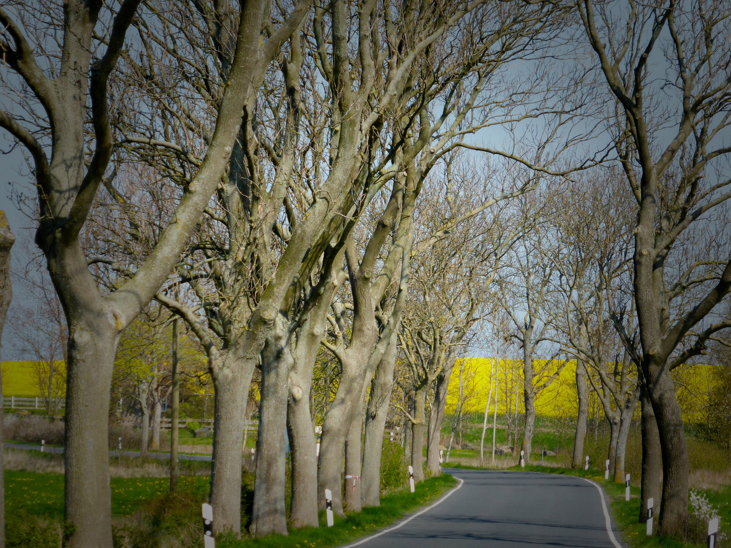 Allee auf Rügen