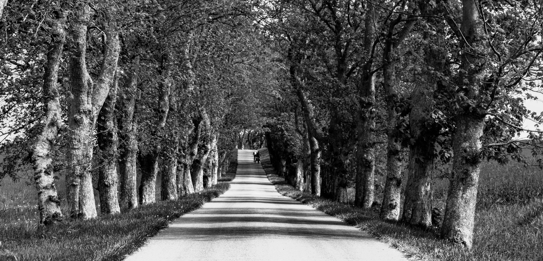 Allee auf Rügen