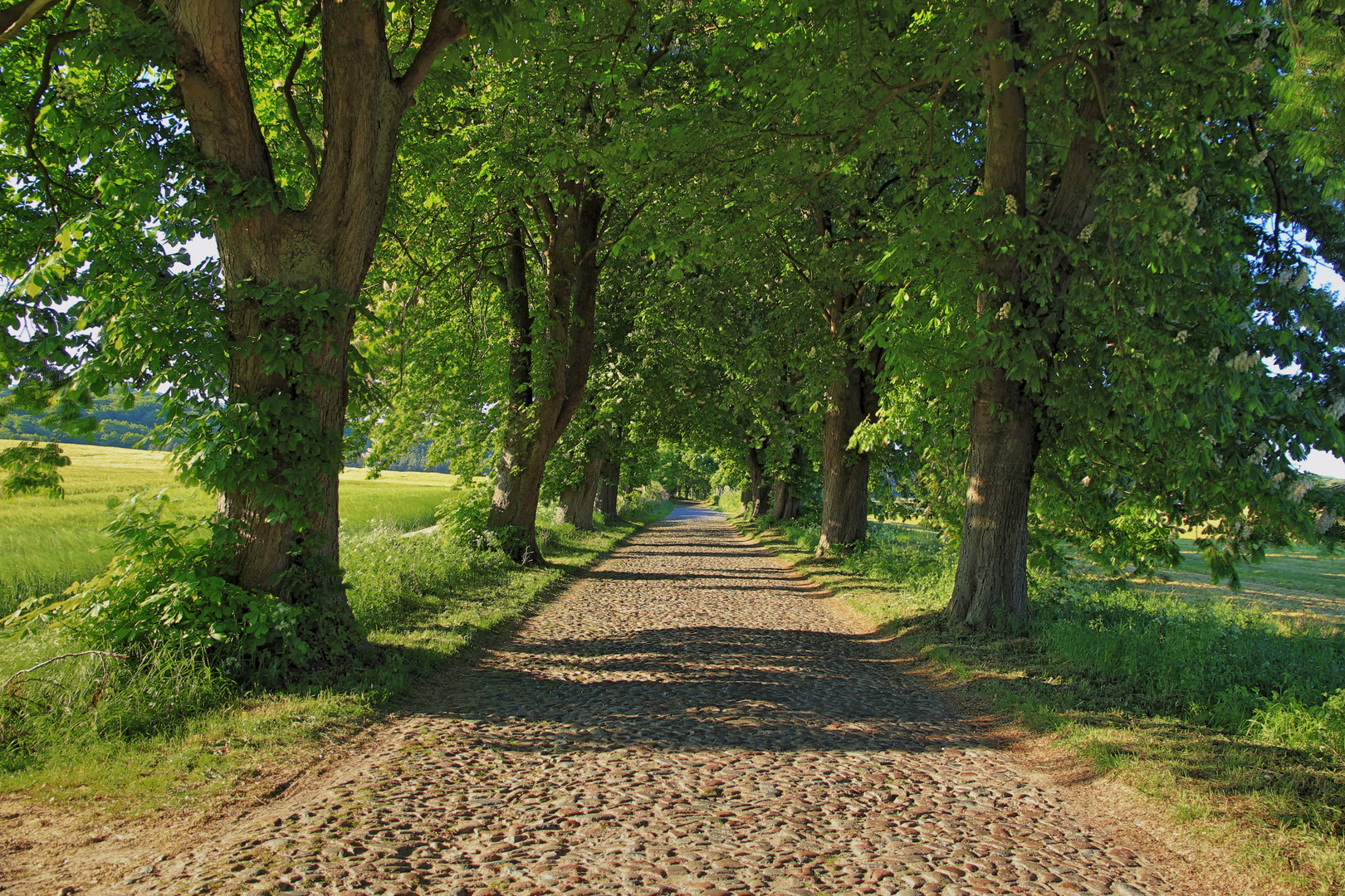 Allee auf Rügen