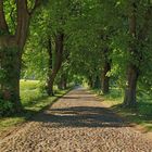 Allee auf Rügen