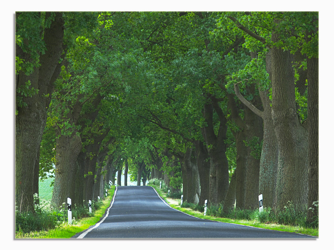 Allee auf Rügen im sommerlichen Grün