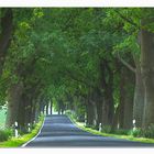 Allee auf Rügen im sommerlichen Grün