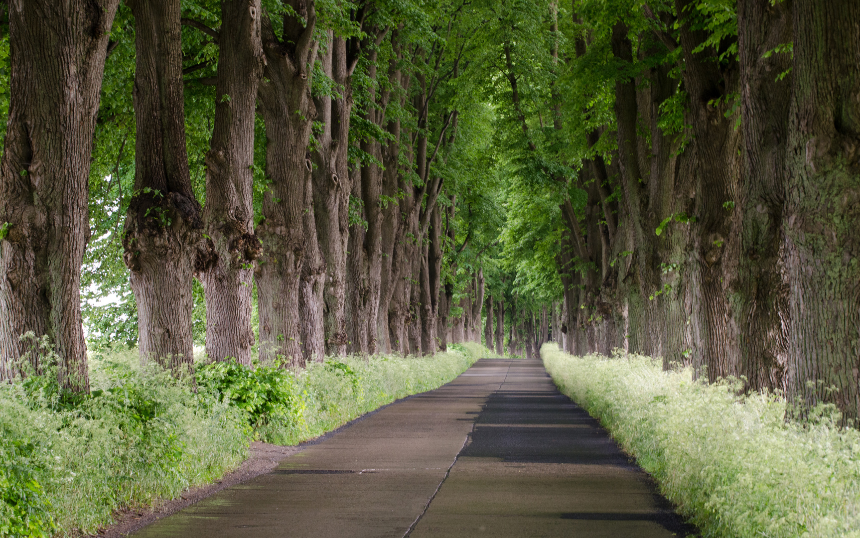 Allee auf Usedom