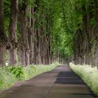 Allee auf Usedom