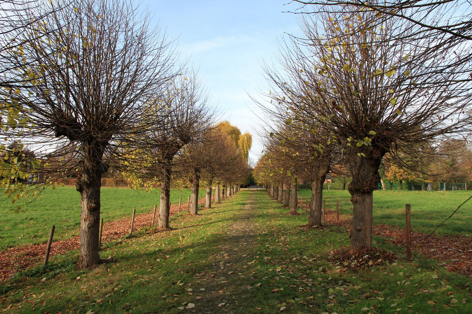 Allee aus Kopflinden