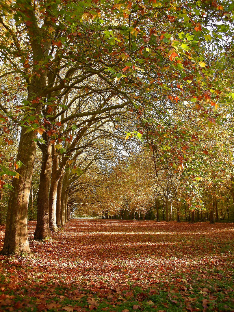 Allée aux couleurs d'automne