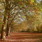 Allée aux couleurs d'automne