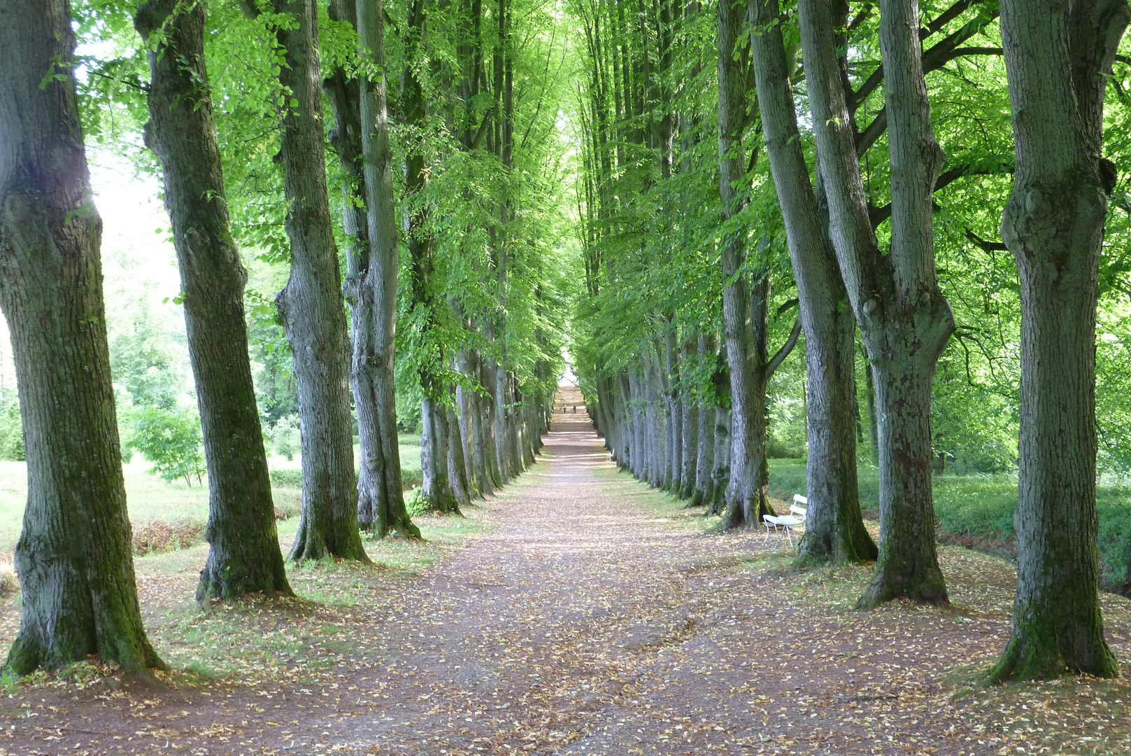 Allee bei Bad Pyrmont