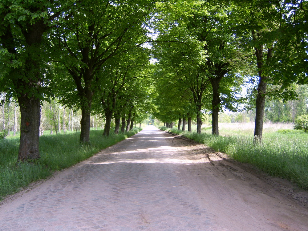 Allee bei Berlin