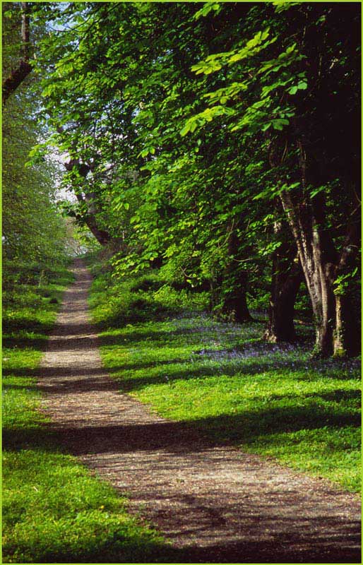 Allee bei der Muckross Abbey, Killarney