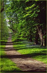 Allee bei der Muckross Abbey, Killarney