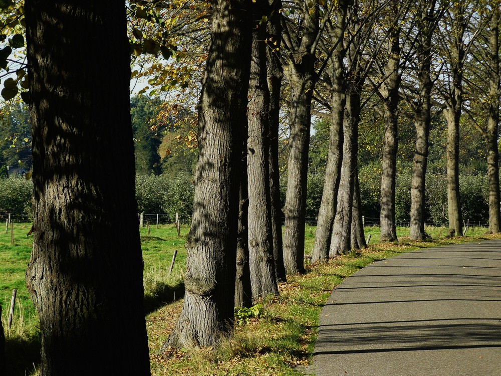 Allee bei Deventer in Overijssel