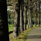 Allee bei Deventer in Overijssel