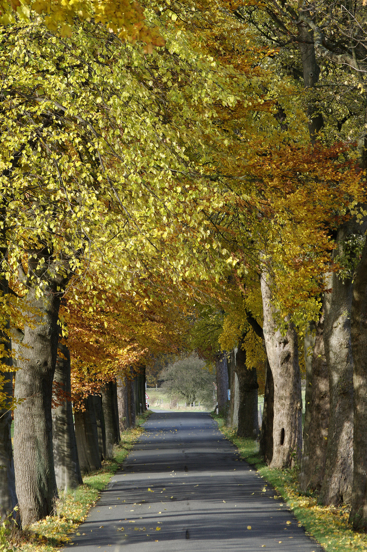 Allee bei Haus Füchten