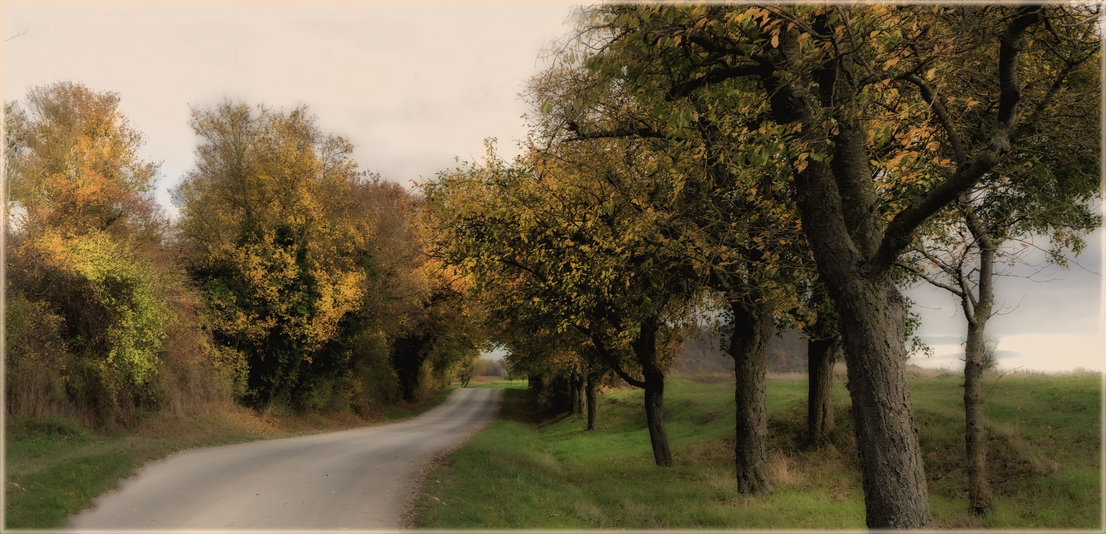 Allee bei Iphofen/Unterfranken