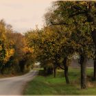 Allee bei Iphofen/Unterfranken