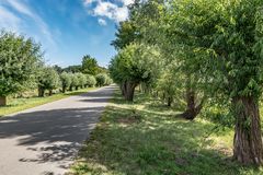 Allee bei Ludwigsburg in der Nähe von Greifswald