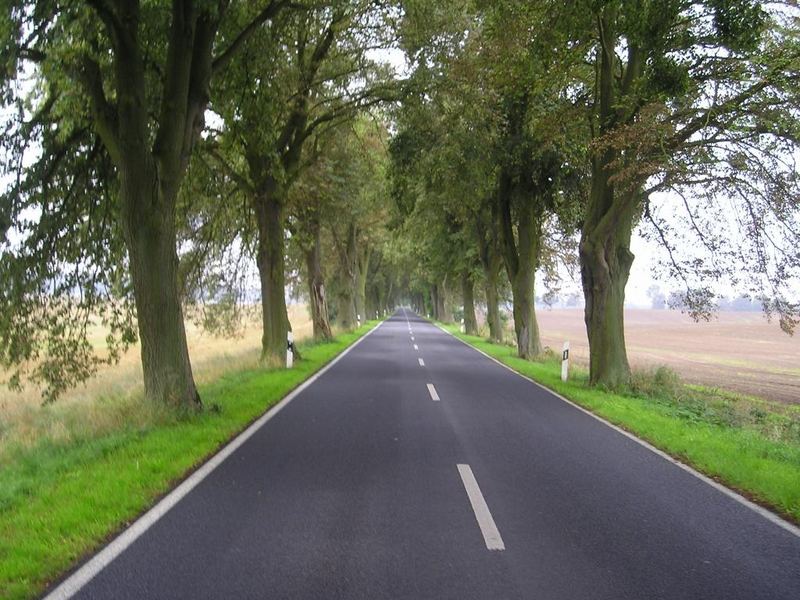 Allee bei Mecklenburger Seenplatte