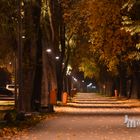 Allee bei Nacht