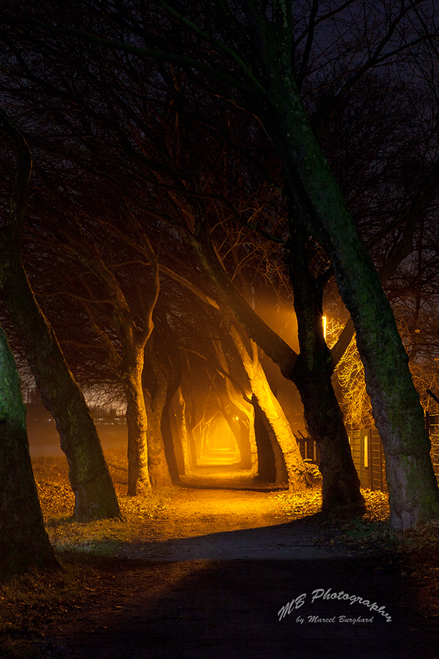 Allee bei Nacht