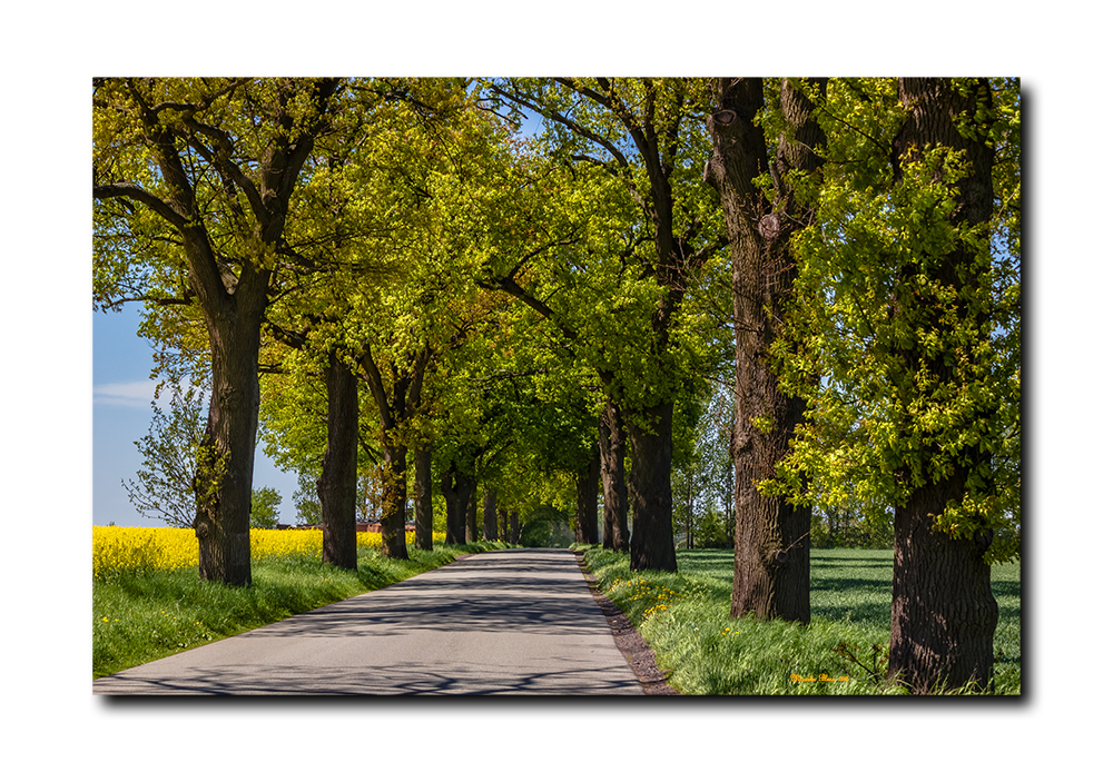 Allee bei Nackel